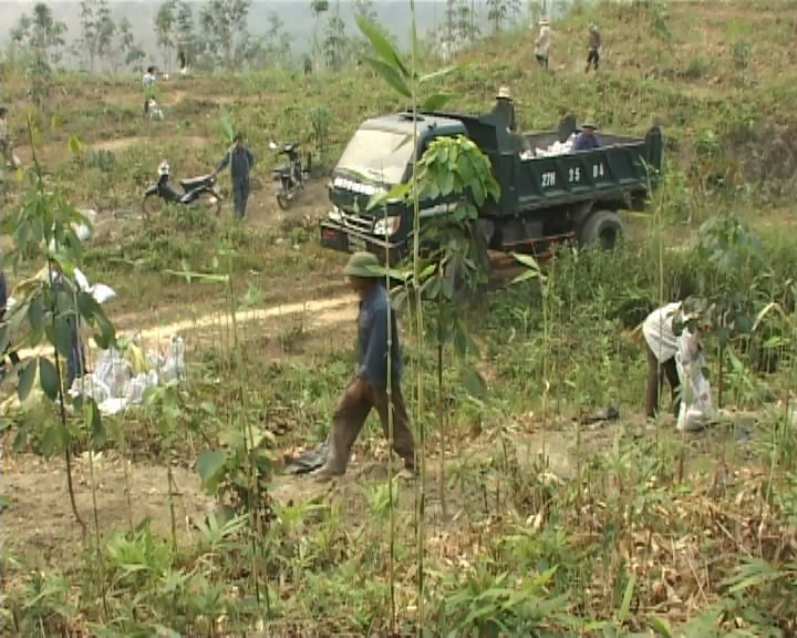 Dien Bien province reduces poverty by growing rubber trees - ảnh 1